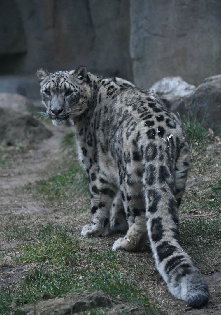 Buck, new male snow leopard