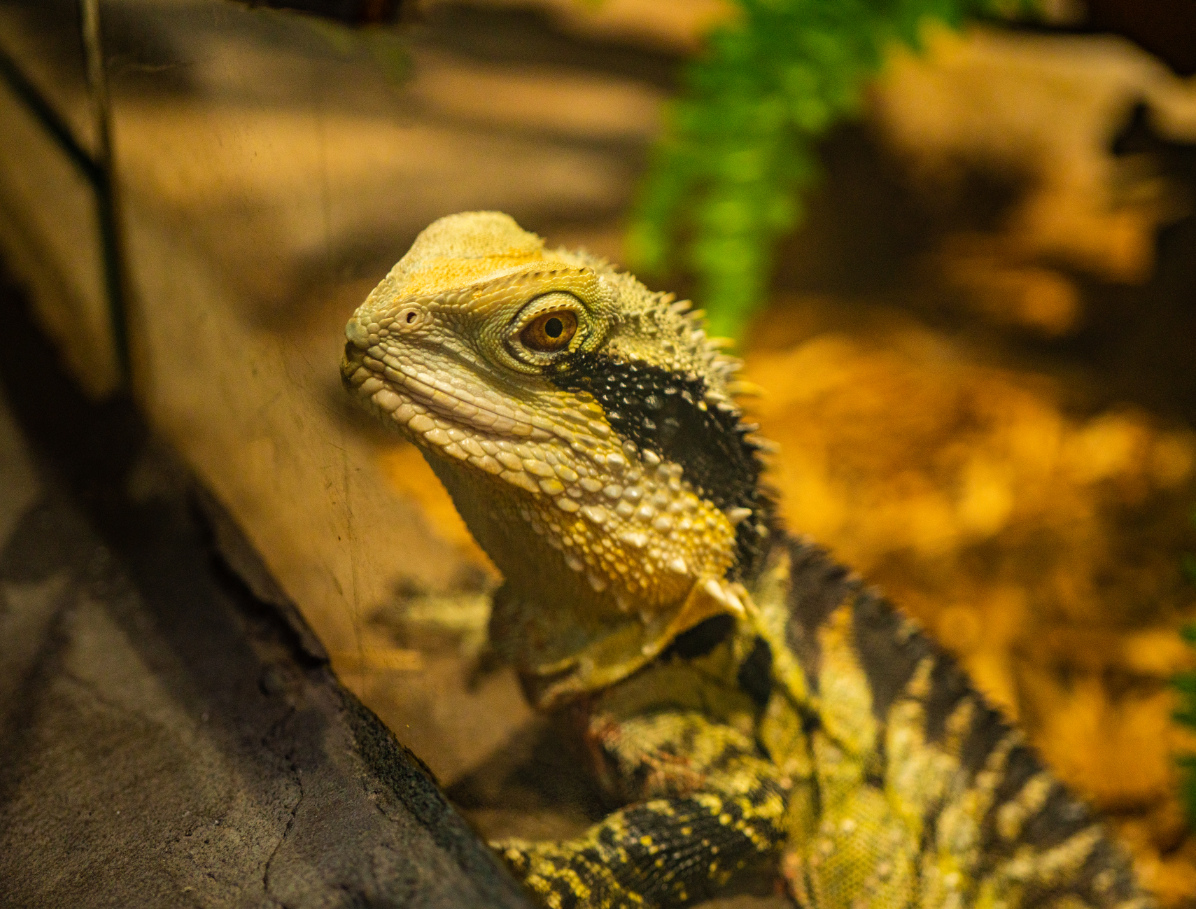 Buck the Australian Water Dragon