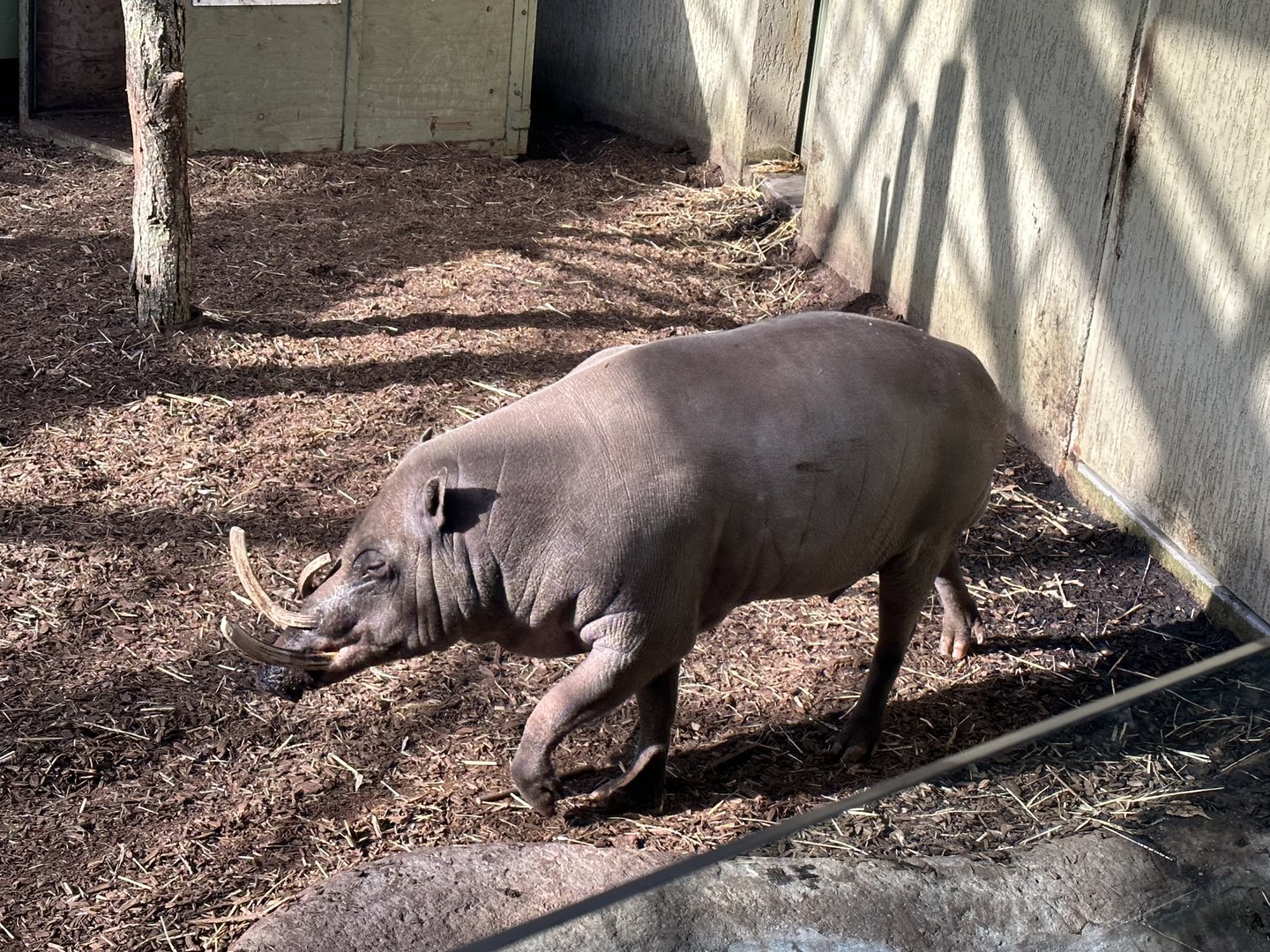 Buck the Male Babirusa