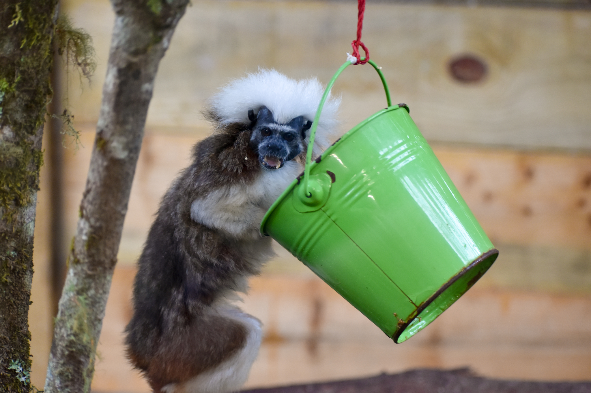 Bucket Enrichment