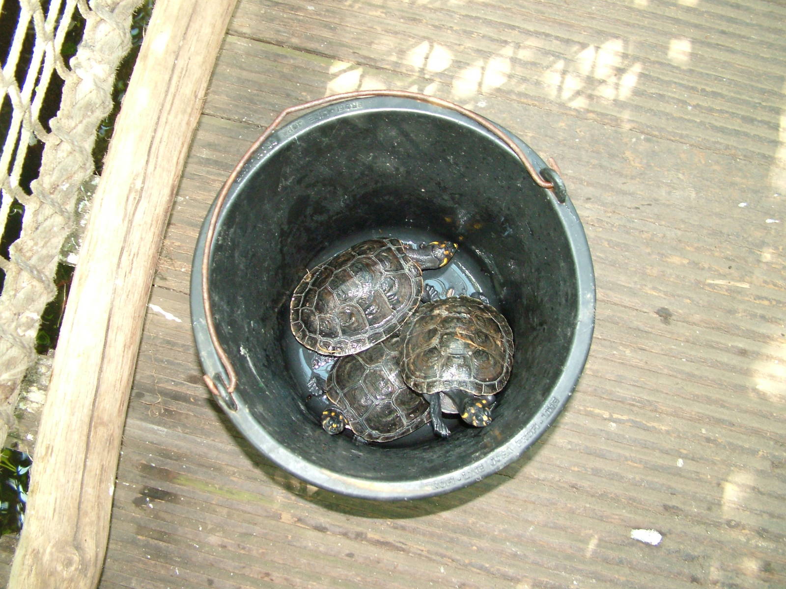 Bucket of turtles at Zlin, 28/05/10