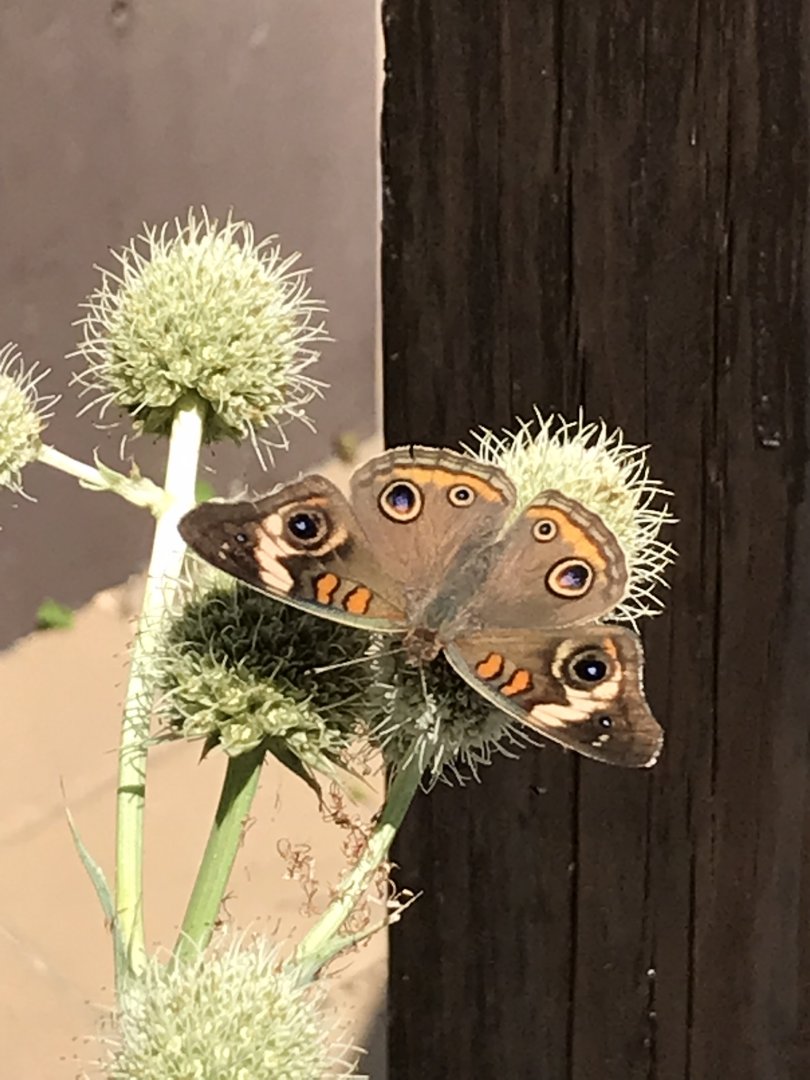 Buckeye Butterfly