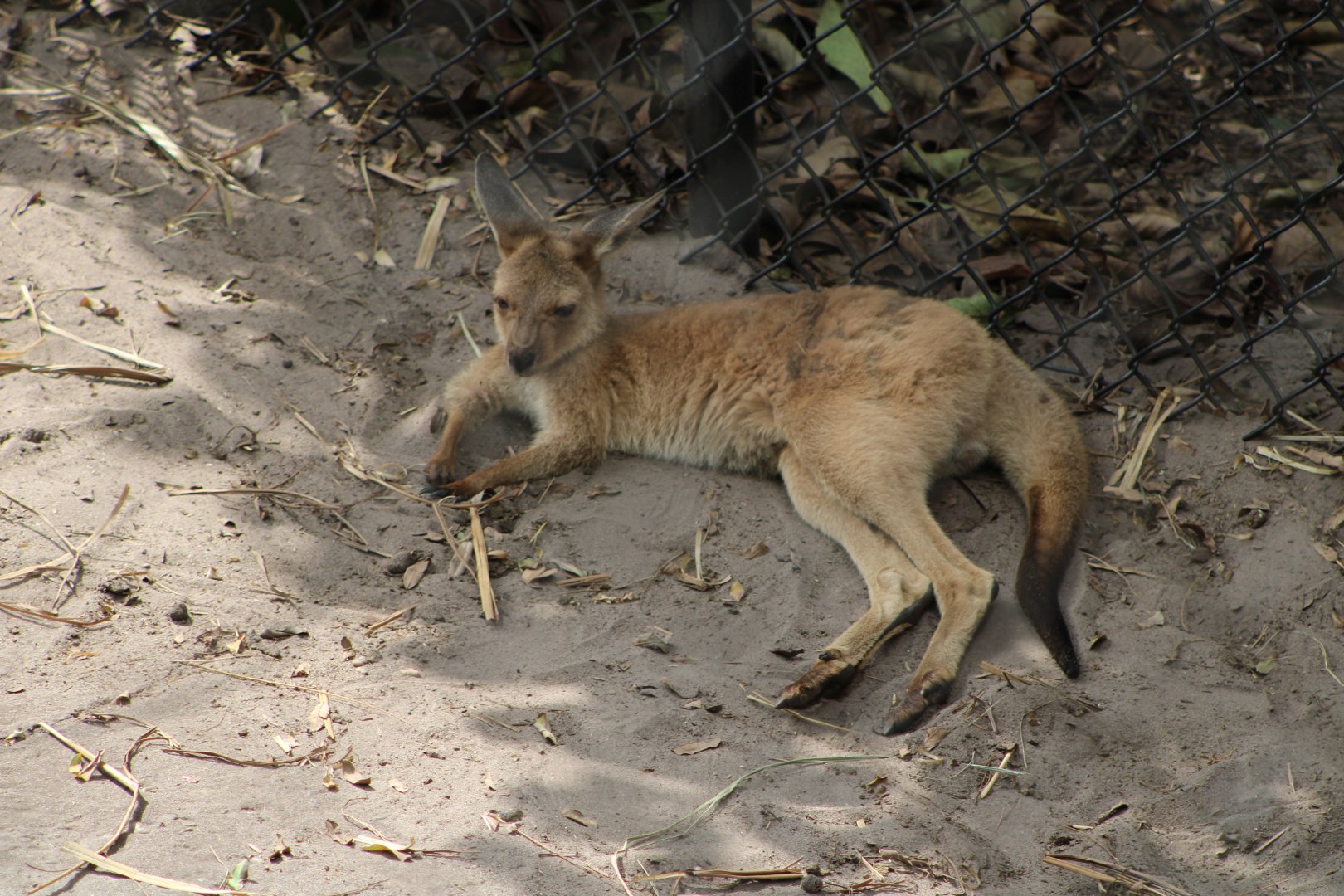 Buckeye the Grey Kangaroo joey (Macropus fuliginosus)