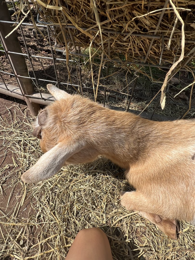 Buckley the Nigerian Dwarf Goat