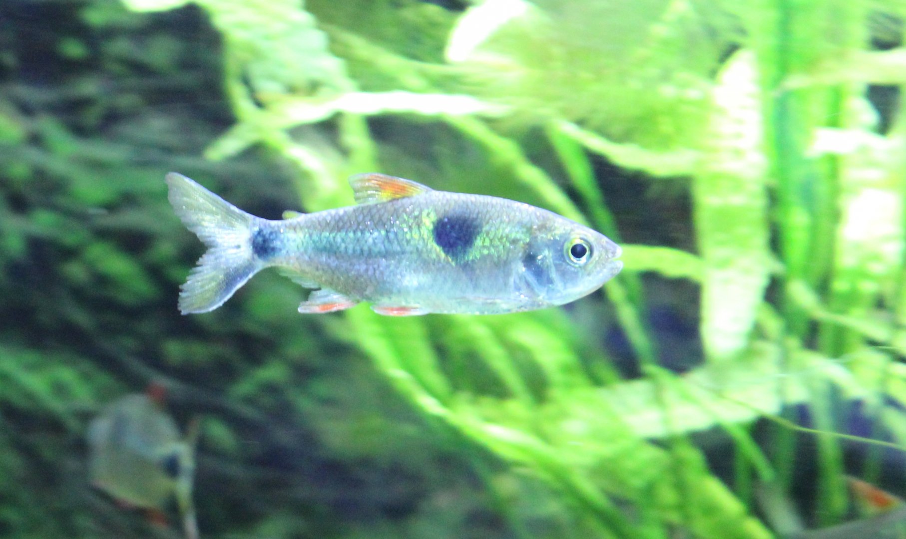 Bucktooth tetra - Exodon paradoxus