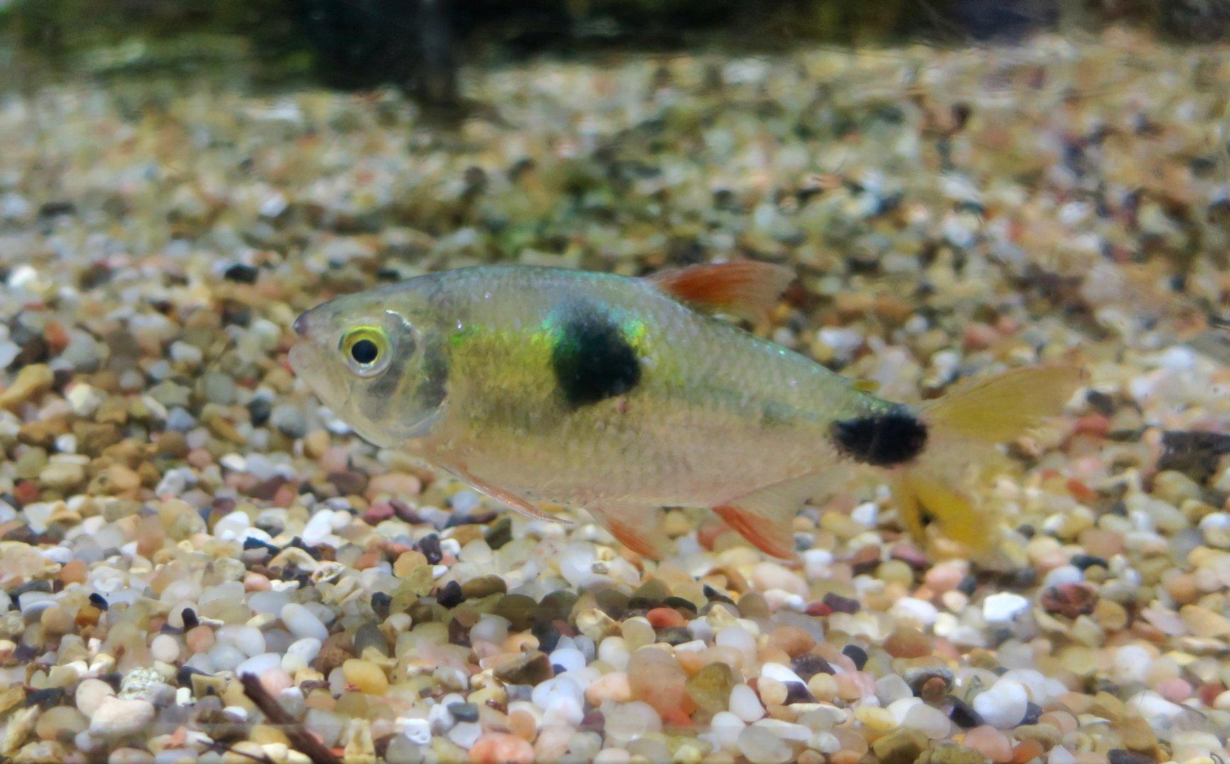 Bucktooth Tetra (Exodon paradoxus)