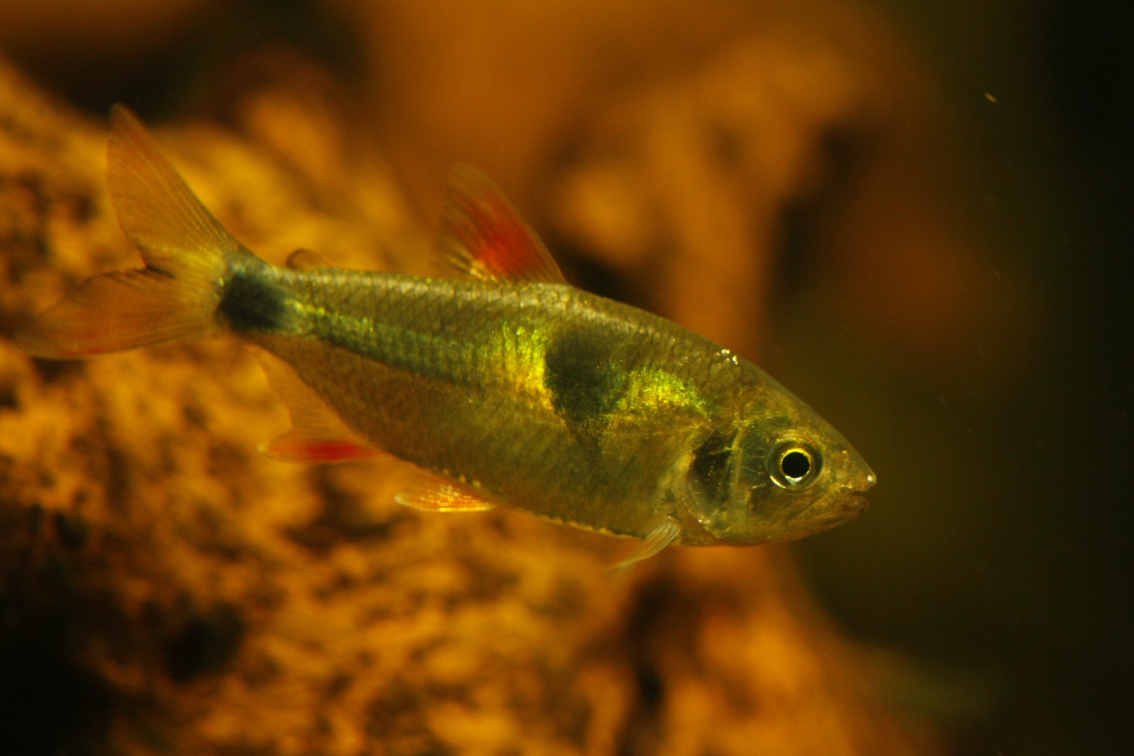 Bucktooth tetra