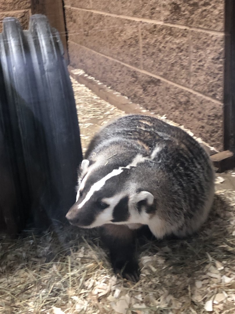Bucky | Henry Vilas Zoo