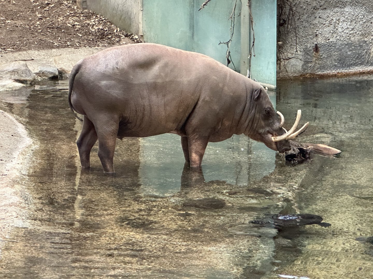 Bucky the Babirusa
