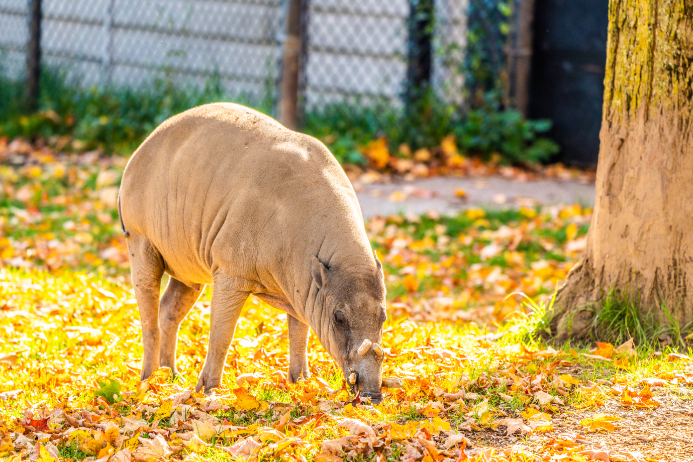 Bucky the male Sulawesi Babirusa