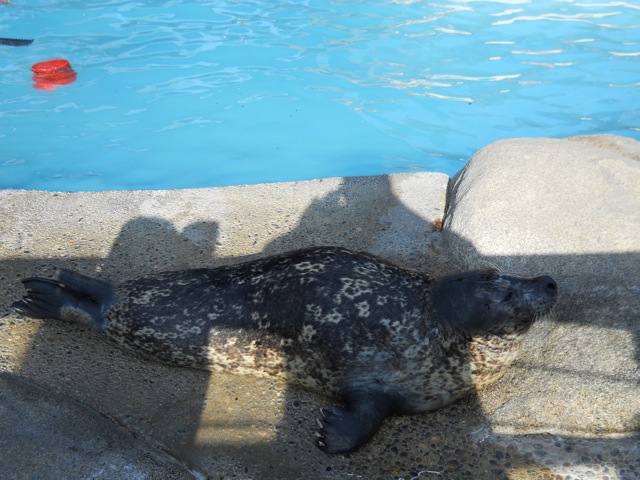 Bucky the seal in old Fresno Zoo sea lion exhibit