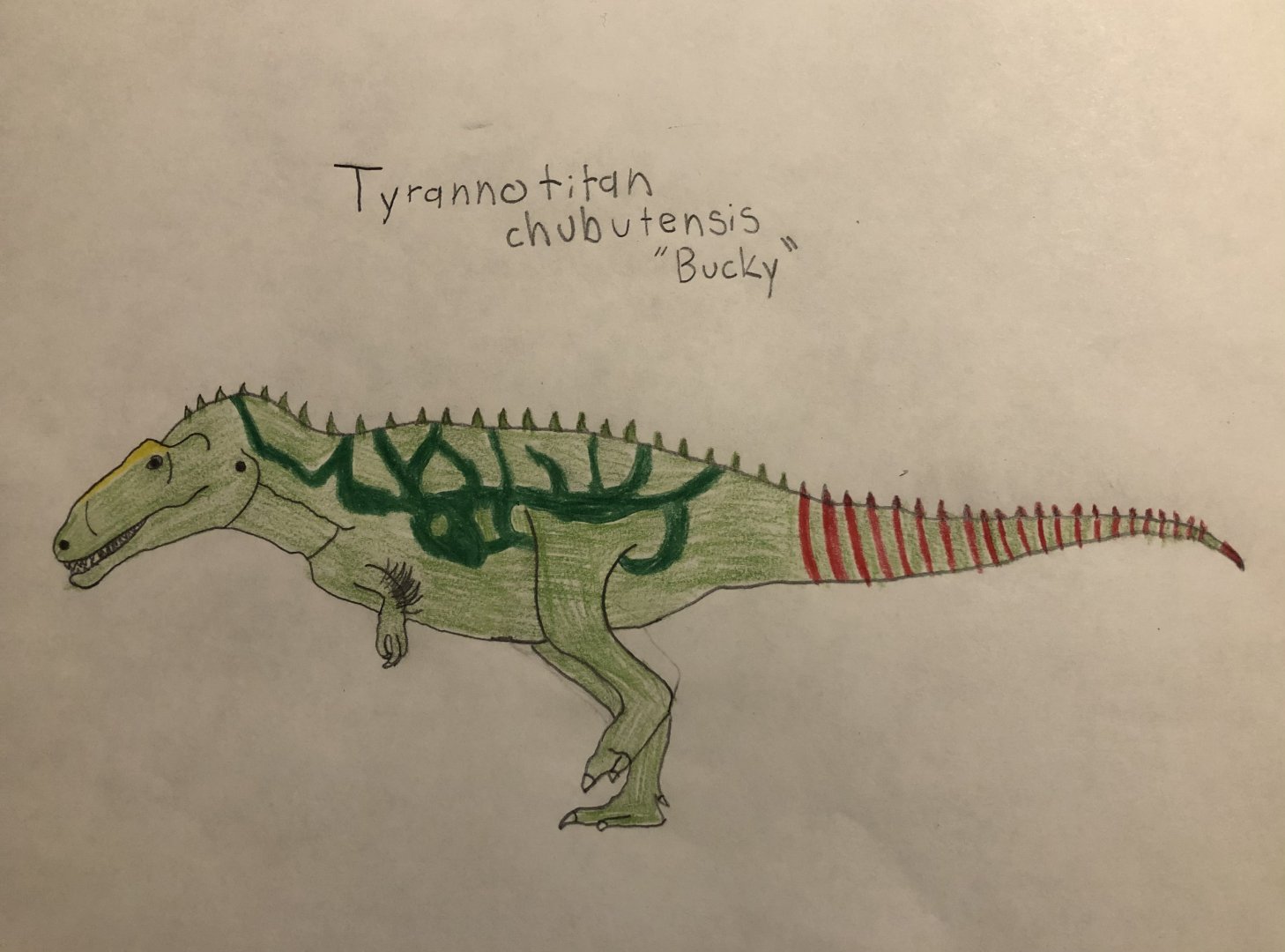 Bucky, Tyrannotitan chubutensis