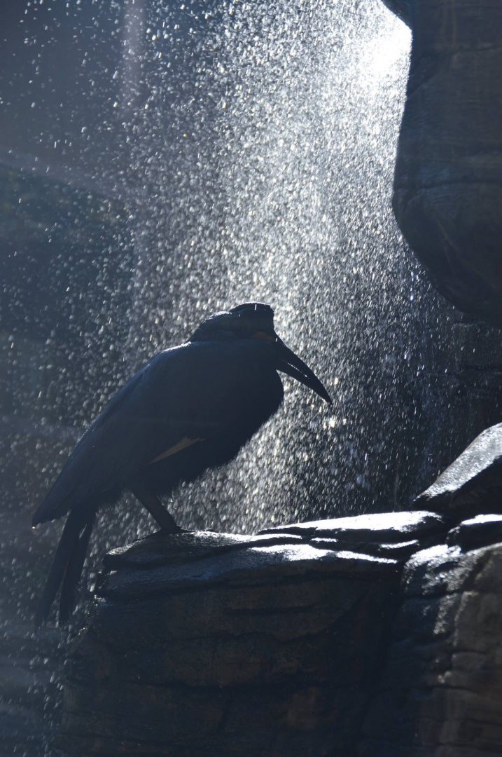 Bucorvus abyssinicus mid-shower
