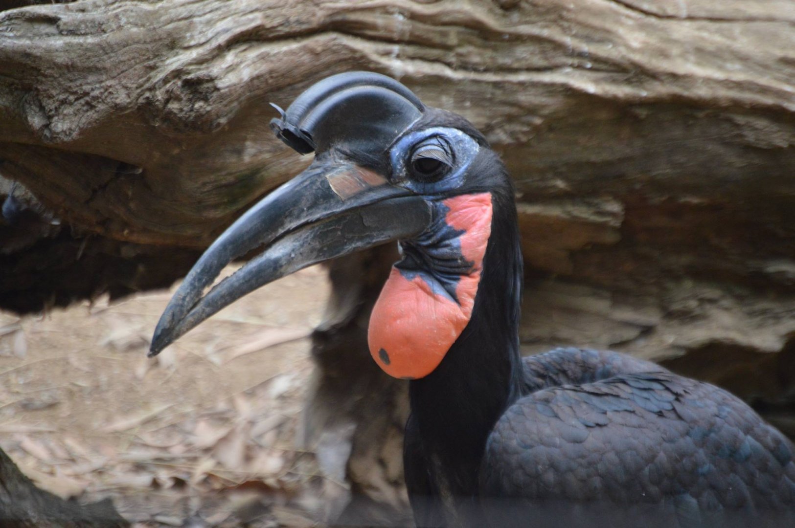 Bucorvus abyssinicus