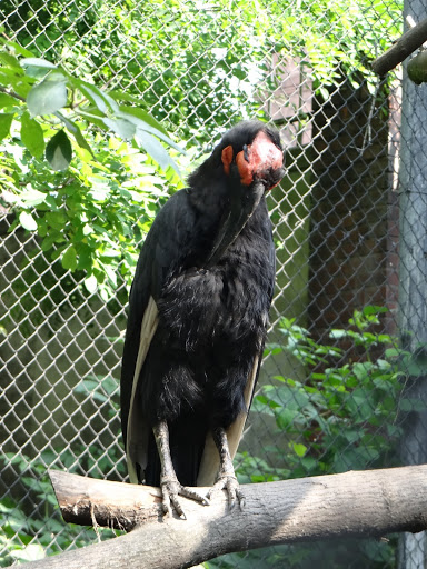 Bucorvus laedbeateri