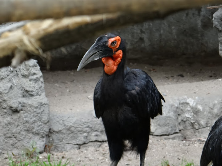 Bucorvus leadbeateri