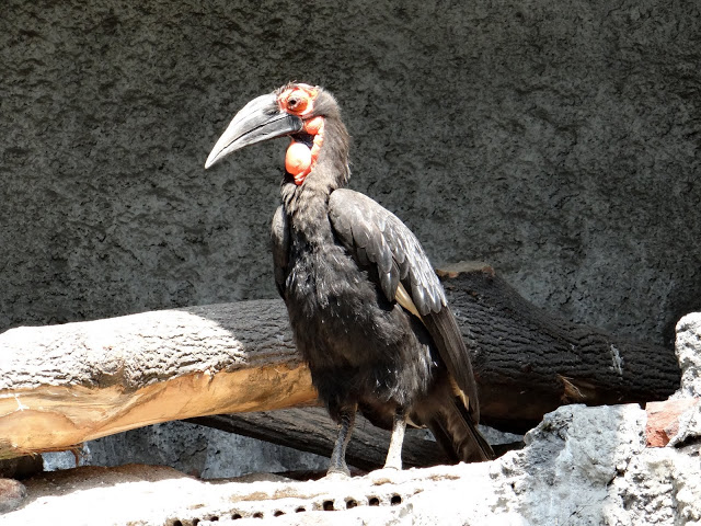 Bucorvus leadbeateri