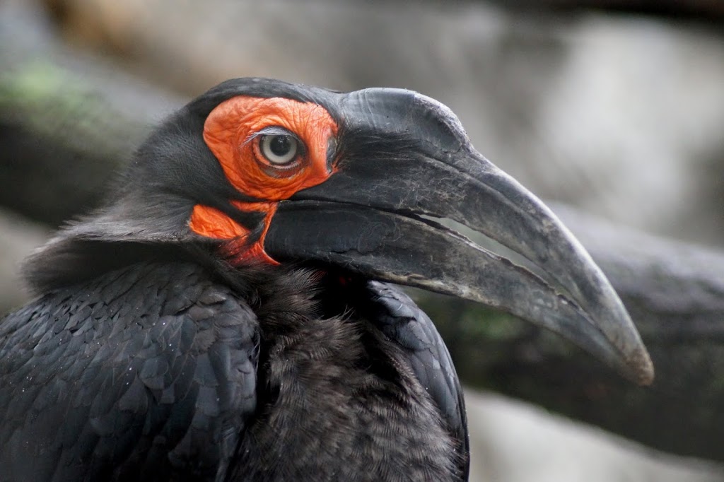 Bucorvus leadbeateri