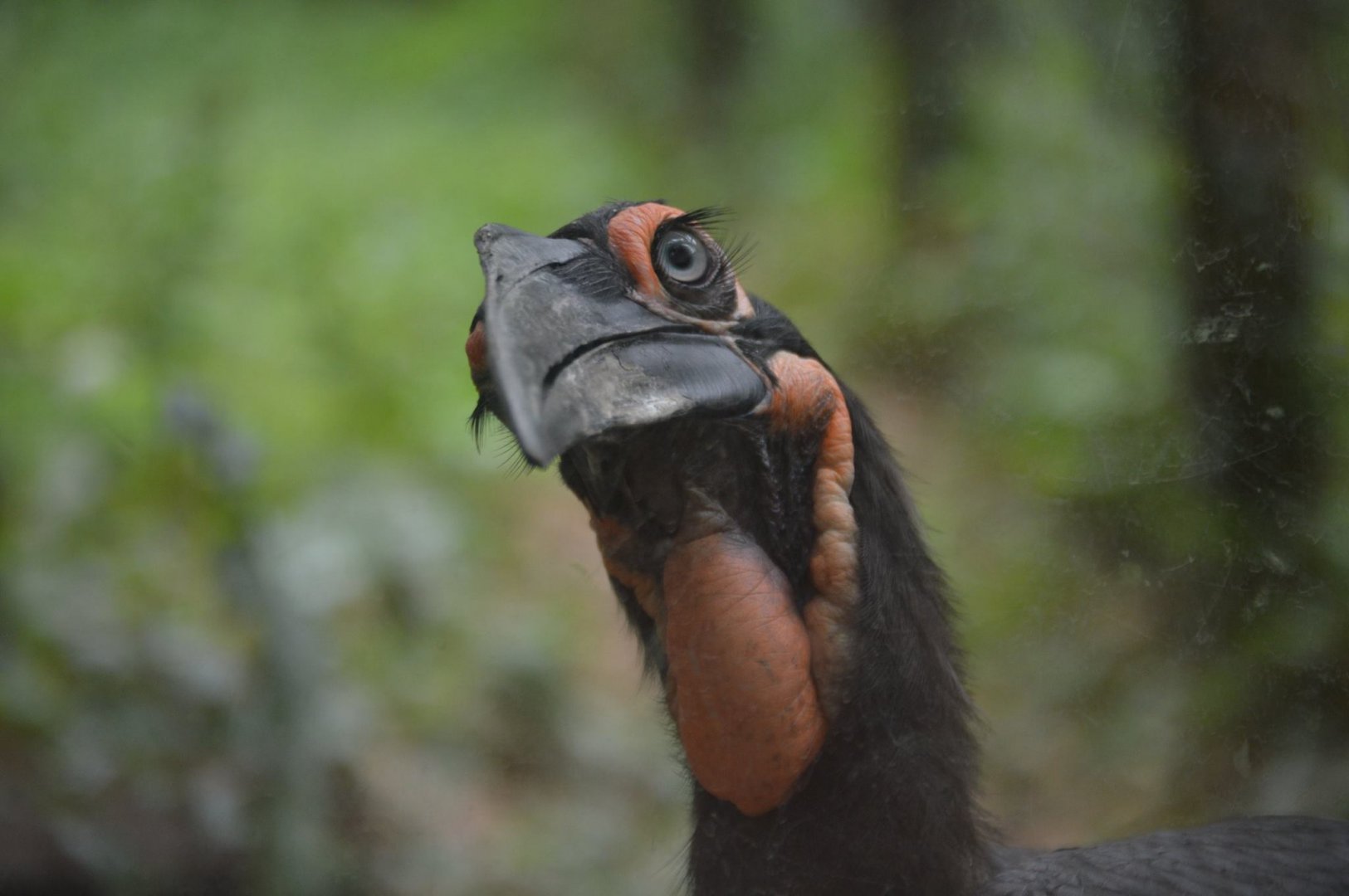 Bucorvus leadbeateri