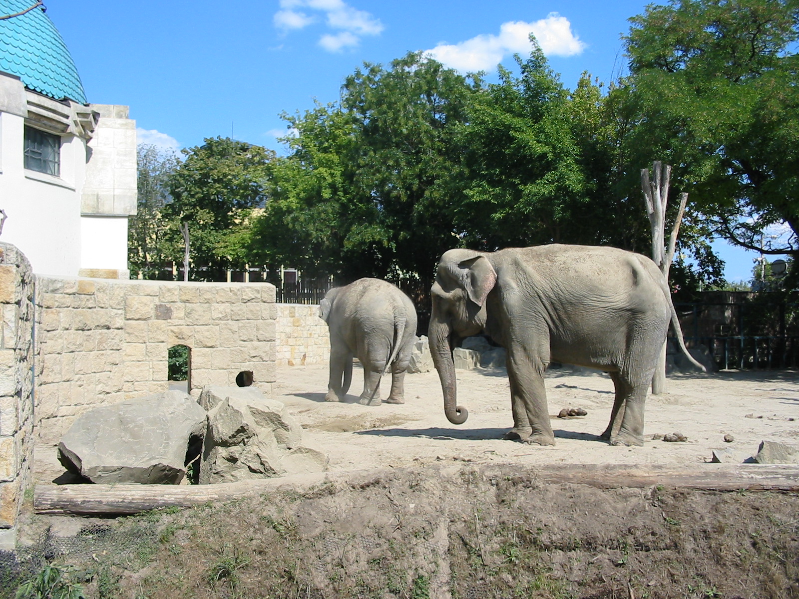 Budapest Zoo 2003 - Asiatic Elephants in the outside exhibit