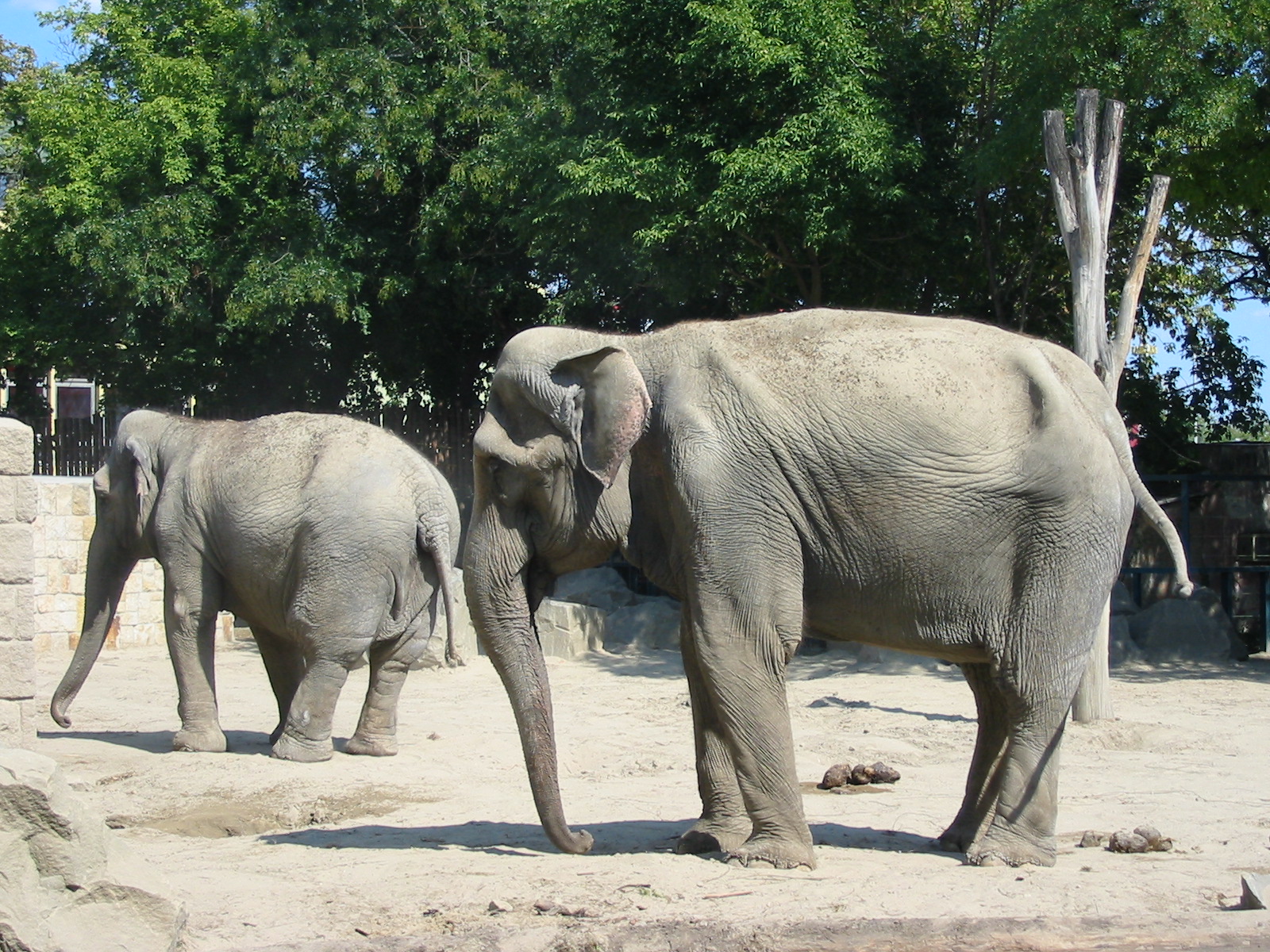 Budapest Zoo 2003 - Asiatic Elephants