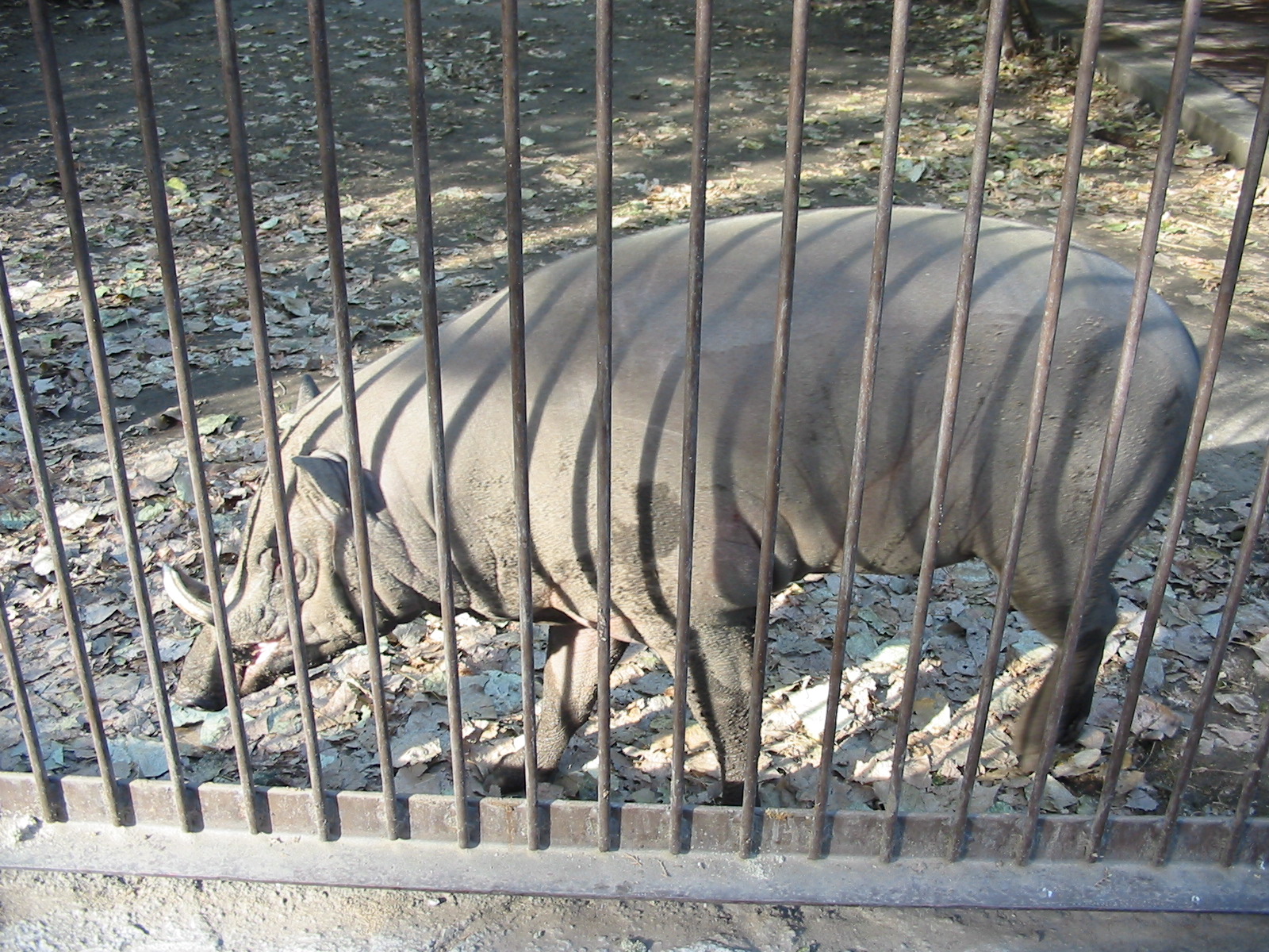 Budapest Zoo 2003 - Babirusa