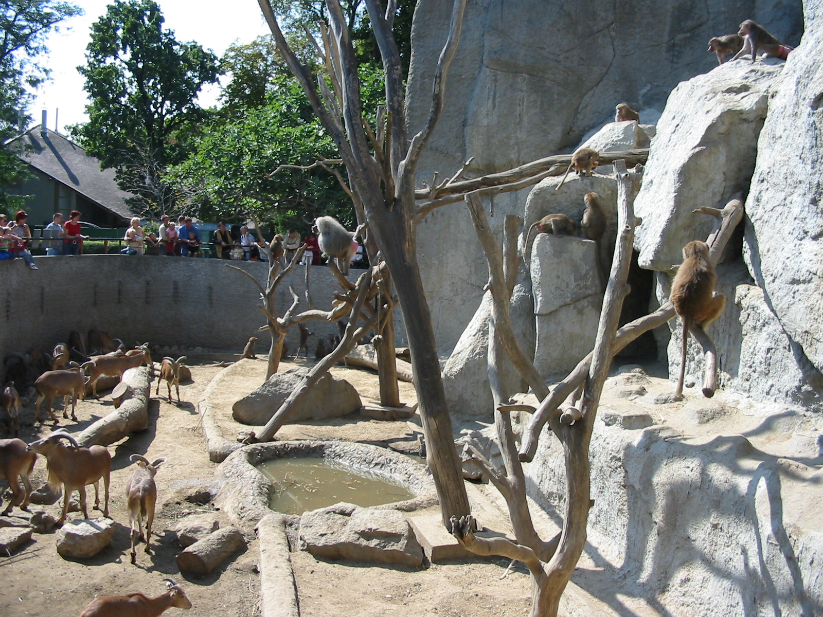 Budapest Zoo 2003 - Barbary Sheep and Hamadryas Baboon rock