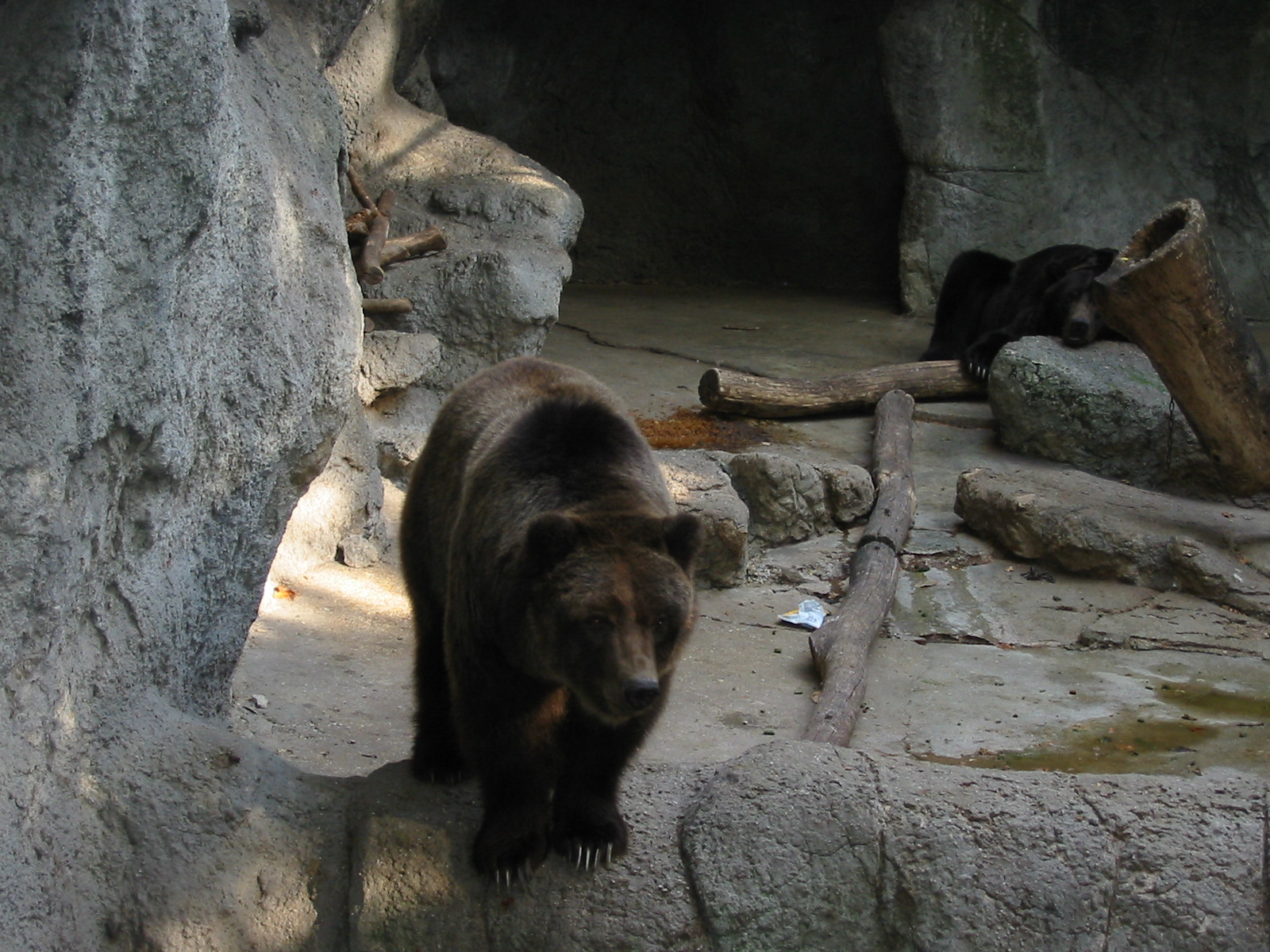 Budapest Zoo 2003 - Brown Bears