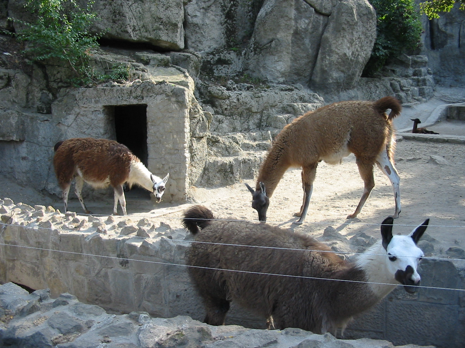 Budapest Zoo 2003 - Llama exhibit