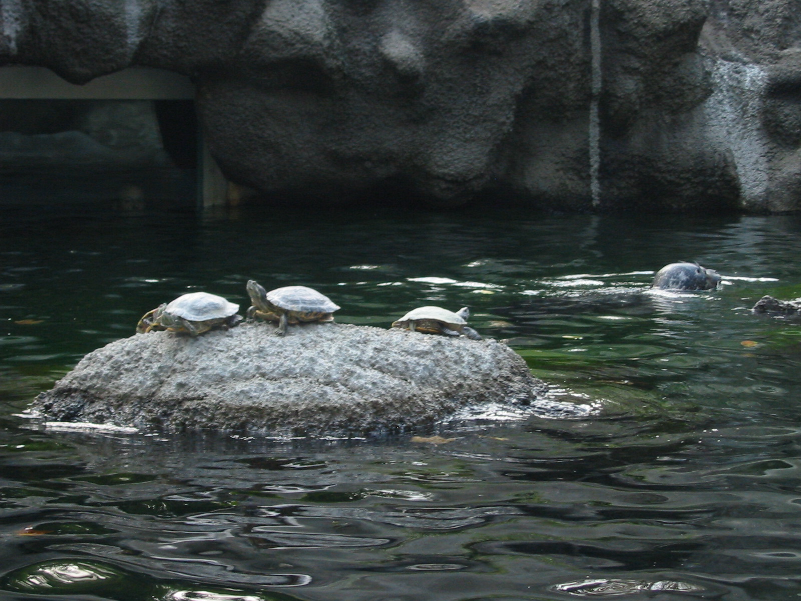 Budapest Zoo 2003 - Mixed Turtle and Common Seal pool