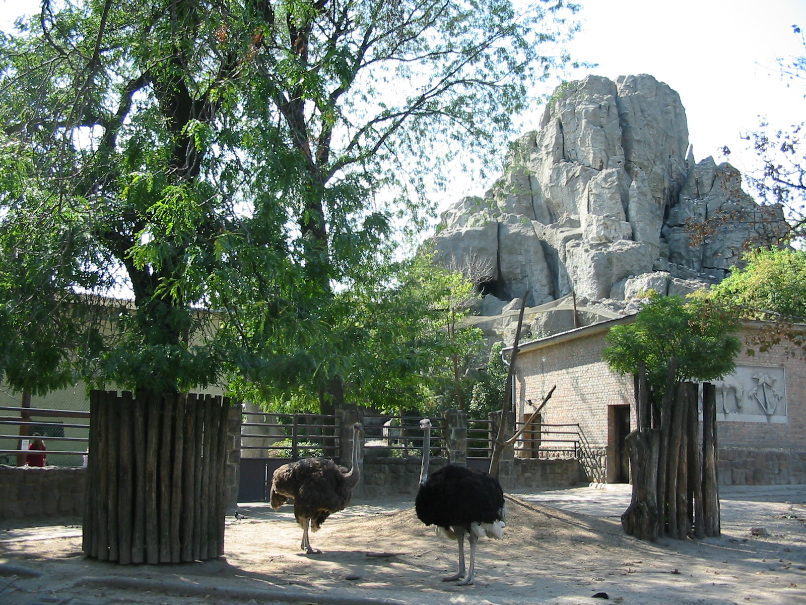 Budapest Zoo 2003 - Ostrich exhibit and the Central Rock