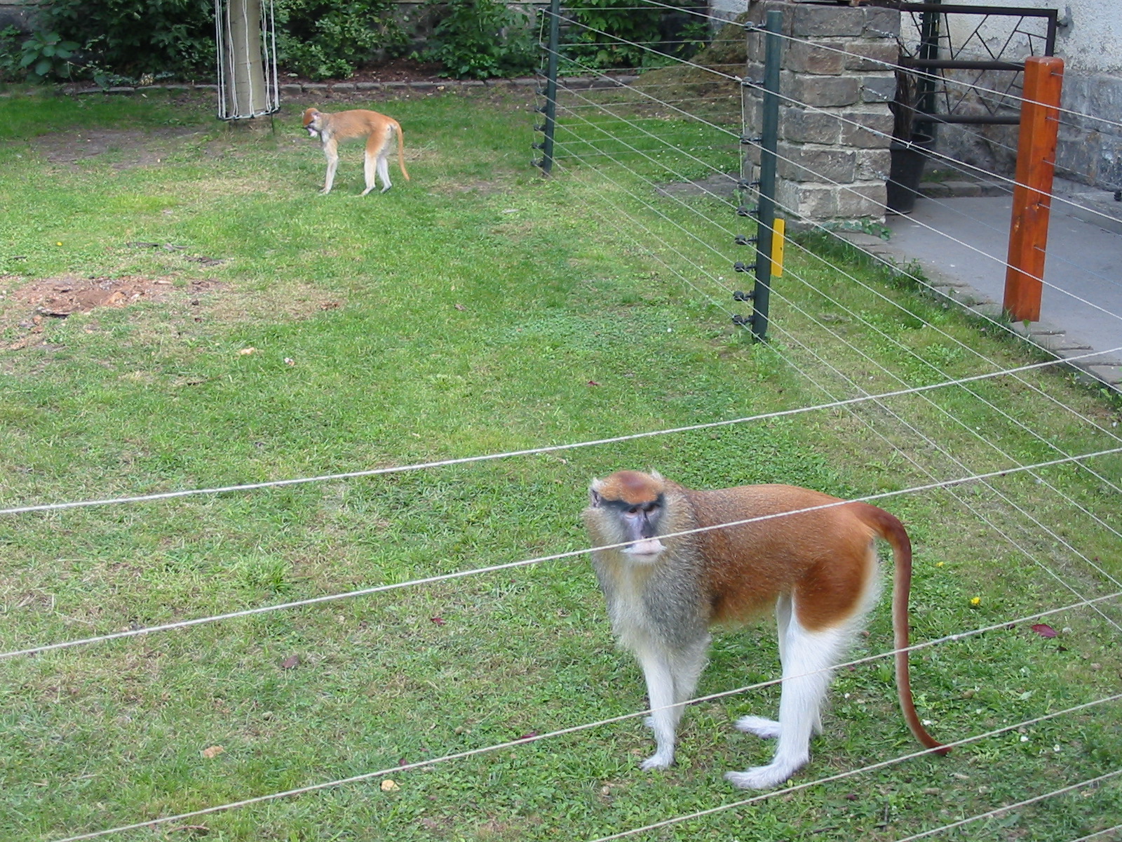Budapest Zoo 2003 - Patas Monkey behind hotwire only