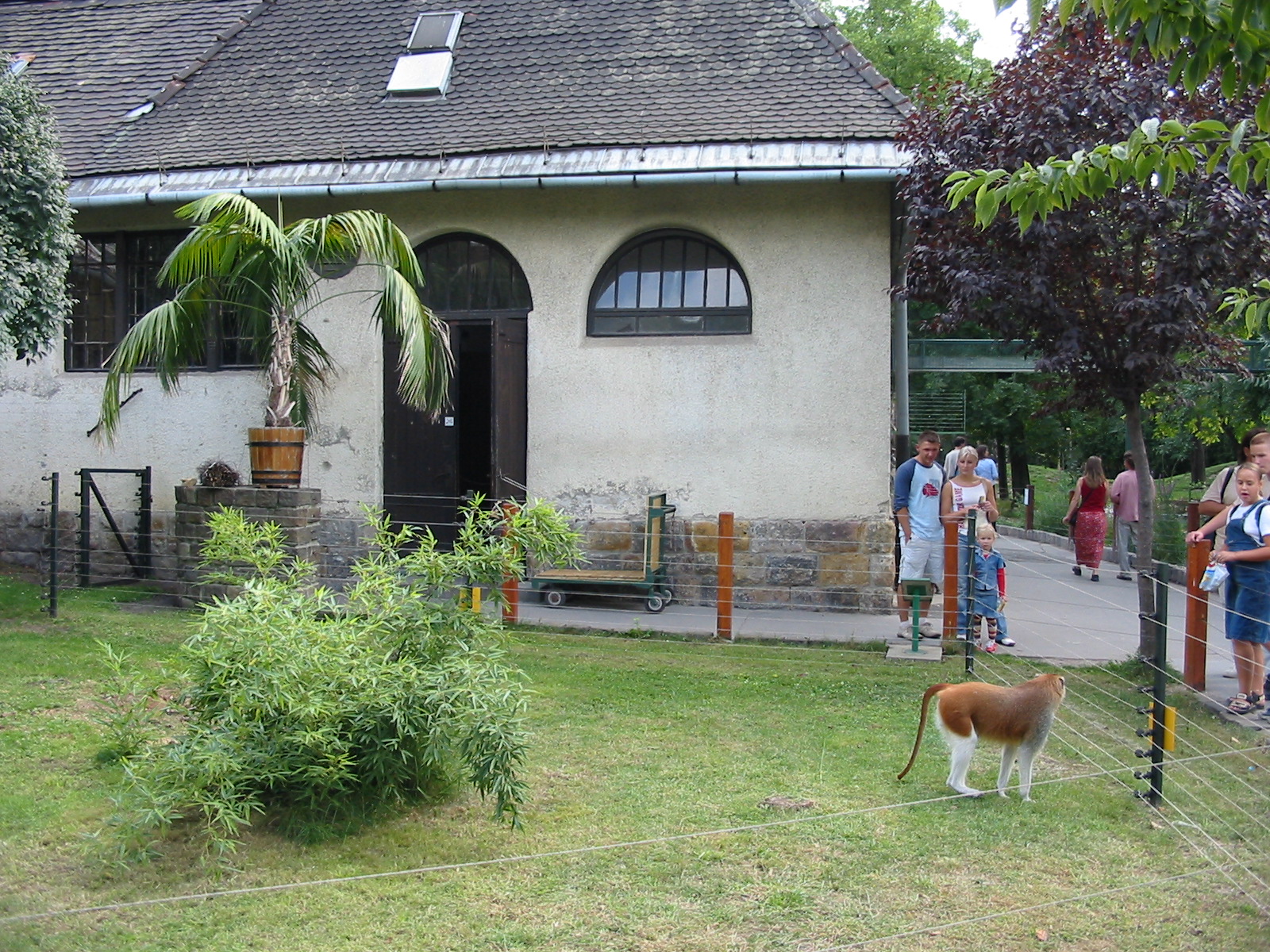 Budapest Zoo 2003 - Patas Monkey exhibit using hotwire