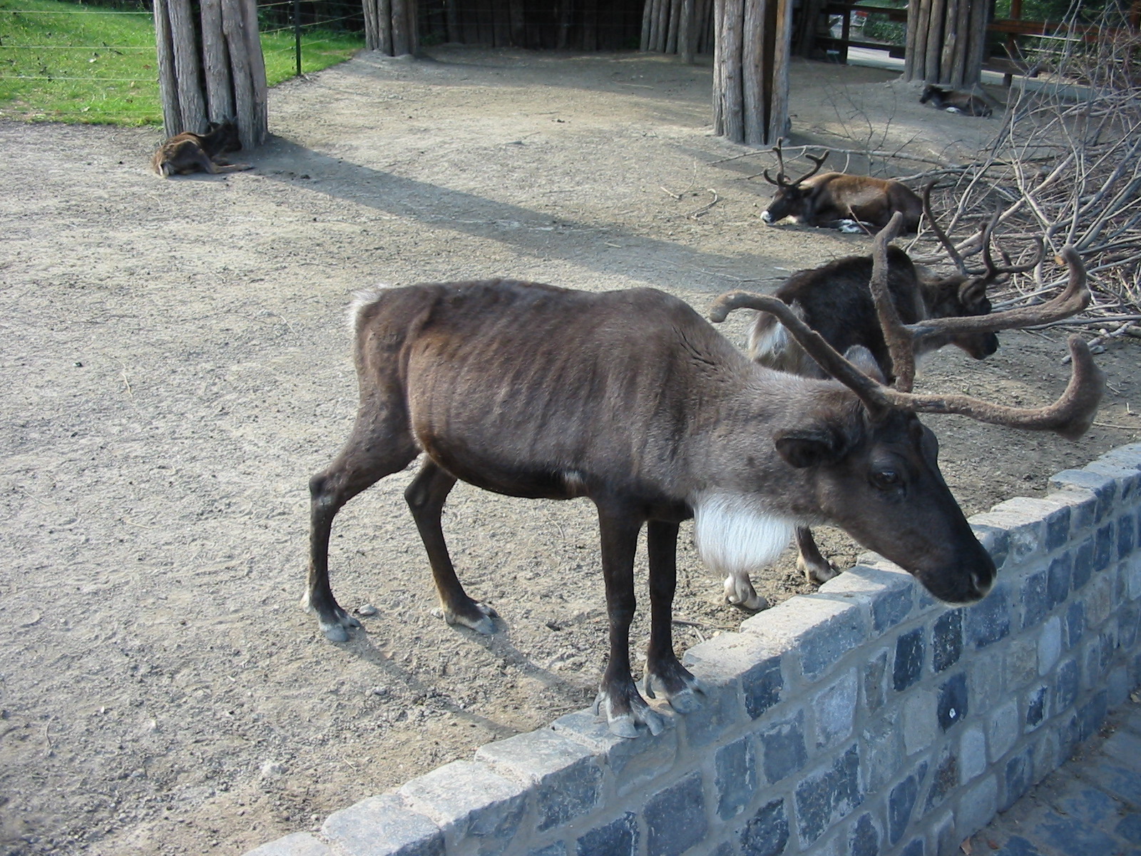 Budapest Zoo 2003 - Reindeer