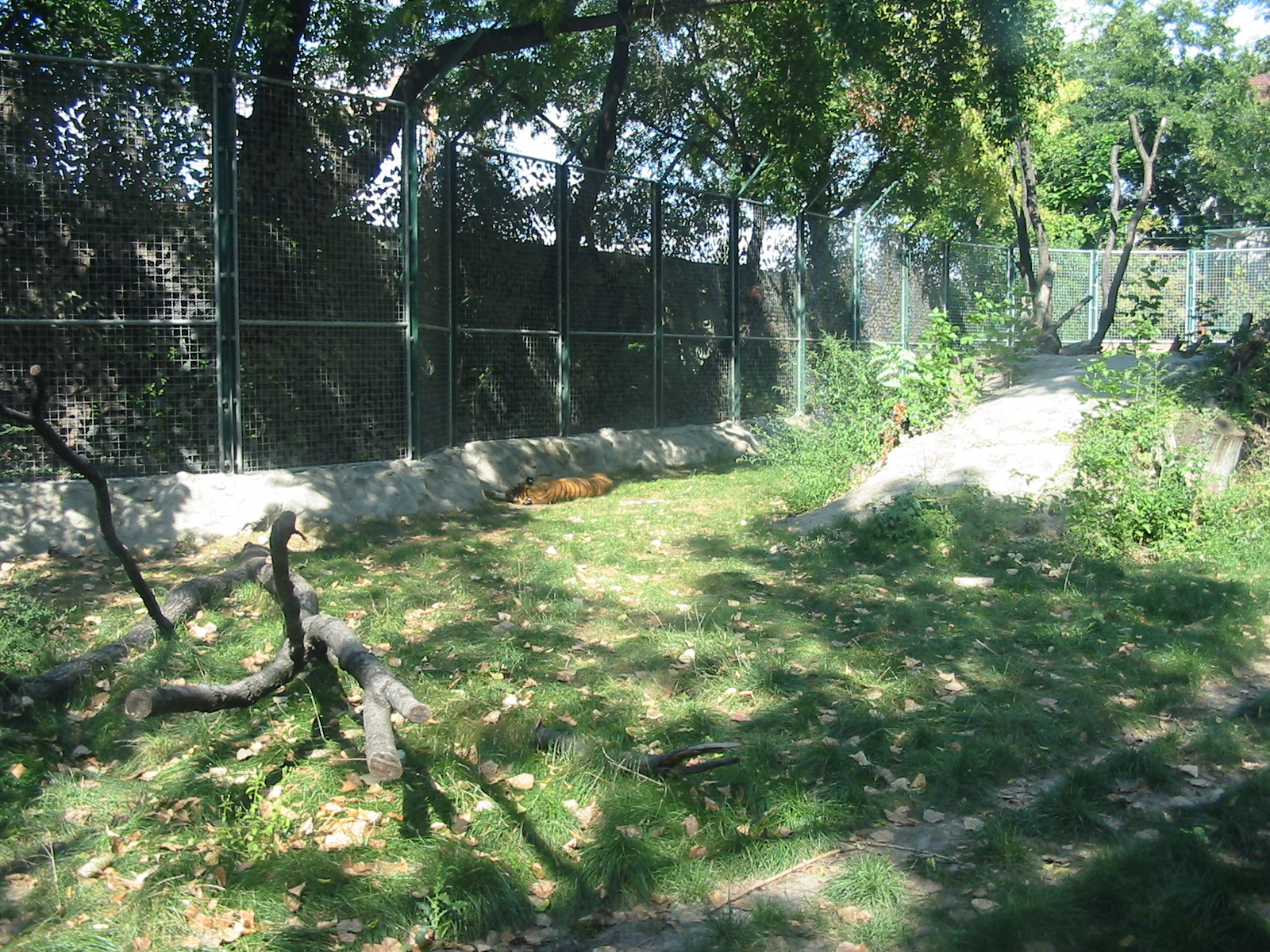 Budapest Zoo 2003 - Tiger exhibit