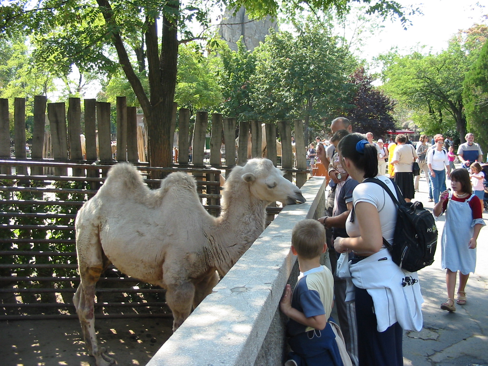 Budapest Zoo 2003 - Visitors feeding the Bactrian Camels