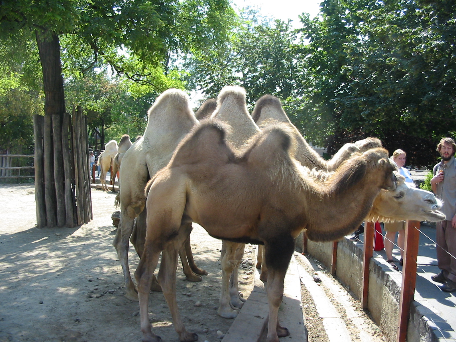 Budapest Zoo 2003 - Visitors feeding the Bactrian Camels