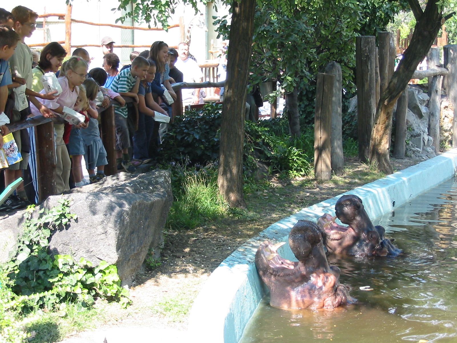 Budapest Zoo 2003 - Visitors feeding the Hippopotamus