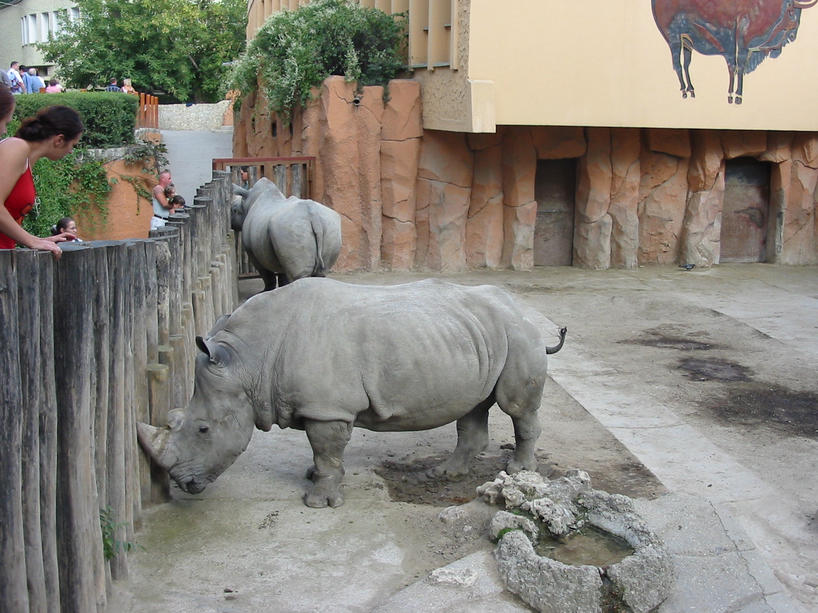 Budapest Zoo 2003 - White Rhinoceros exhibit