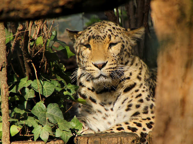 Budapest Zoo 2012