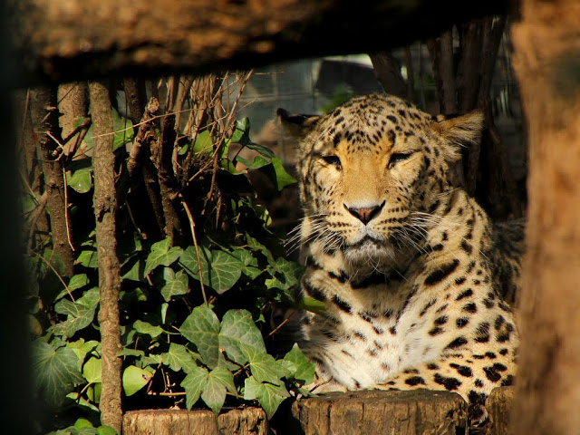 Budapest Zoo 2012