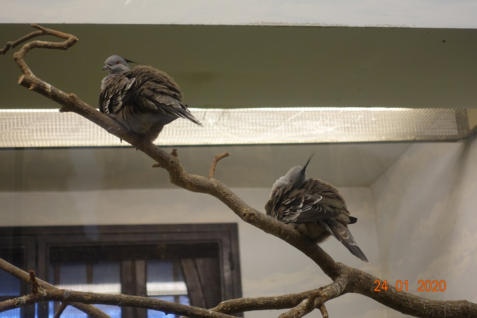 Budapest Zoo and Botanical Garden 24.1.20