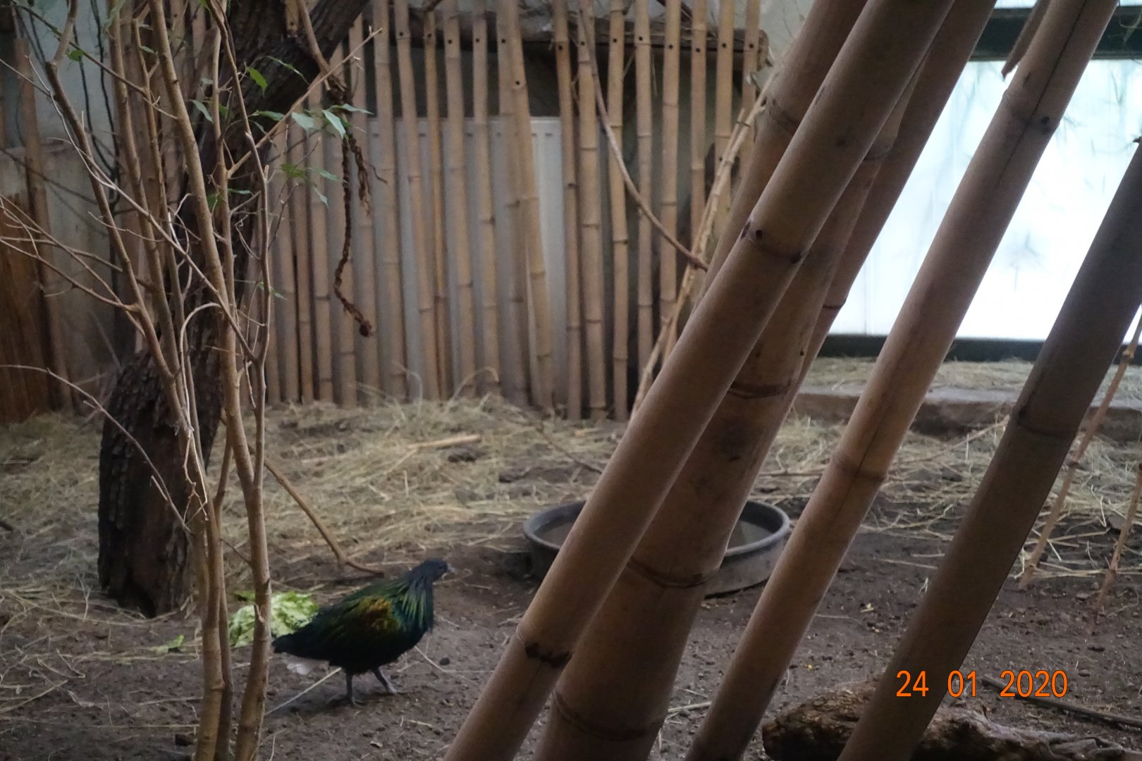 Budapest Zoo and Botanical Garden 24.1.20