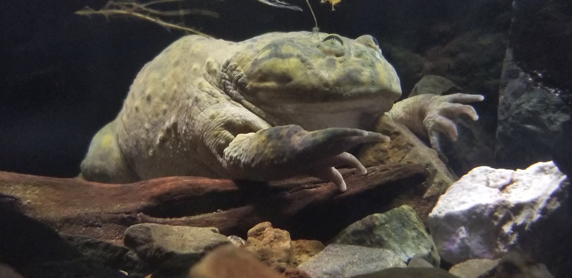 Buddgett's Frog