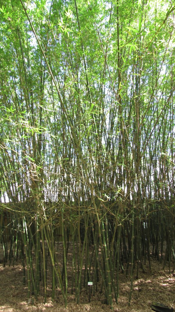 Buddha's Belly Bamboo