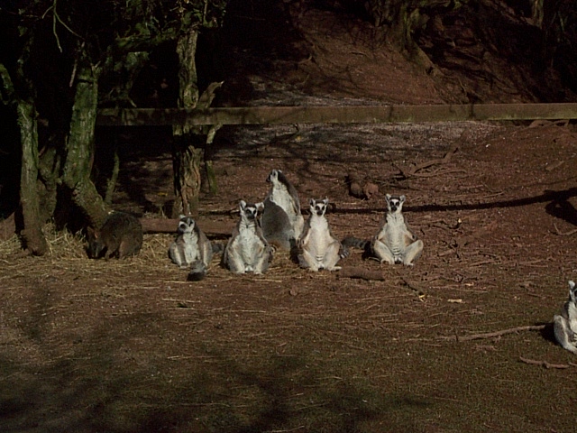buddist lemurs