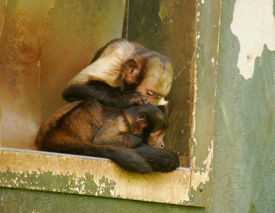 BUDDY HEADED CAPUCHIN