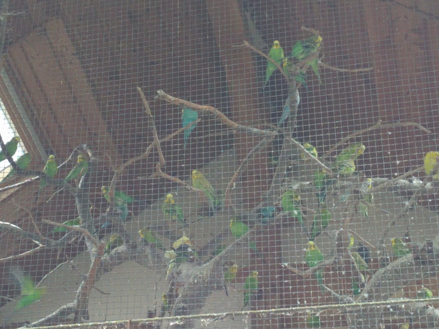 Budgergiar aviary