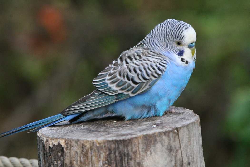 Budgerigar #1