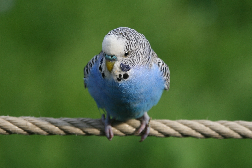 Budgerigar #2